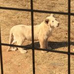 South Africa Trip Lion Park
